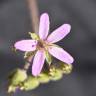 Fotografia 10 da espécie Erodium chium do Jardim Botânico UTAD