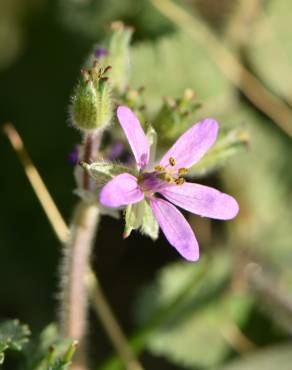 Fotografia 11 da espécie Erodium chium no Jardim Botânico UTAD