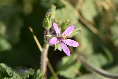 Fotografia da espécie Erodium chium