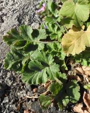 Fotografia da espécie Erodium laciniatum