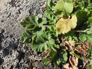 Fotografia da espécie Erodium laciniatum