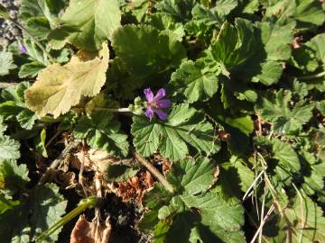 Fotografia da espécie Erodium laciniatum