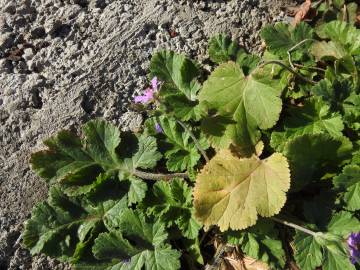 Fotografia da espécie Erodium laciniatum