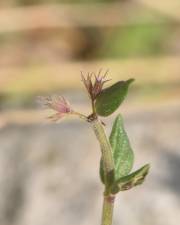 Fotografia da espécie Micromeria graeca