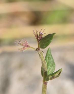 Fotografia 1 da espécie Micromeria graeca no Jardim Botânico UTAD