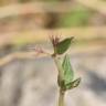 Fotografia 1 da espécie Micromeria graeca do Jardim Botânico UTAD