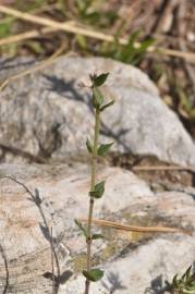 Fotografia da espécie Micromeria graeca