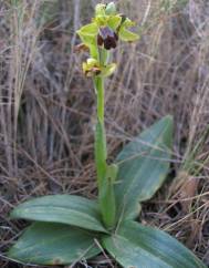 Ophrys fusca