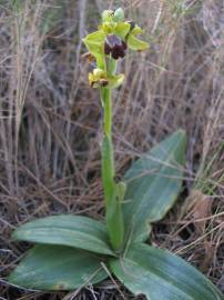 Fotografia da espécie Ophrys fusca