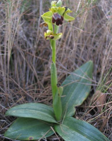 Fotografia de capa Ophrys fusca - do Jardim Botânico