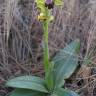 Fotografia 1 da espécie Ophrys fusca do Jardim Botânico UTAD