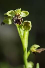 Fotografia da espécie Ophrys fusca