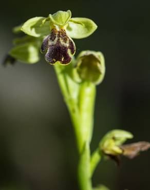 Fotografia 2 da espécie Ophrys fusca no Jardim Botânico UTAD