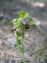 Fotografia da espécie Ophrys fusca