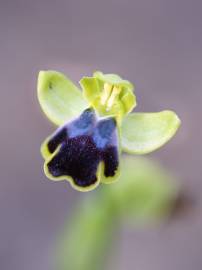 Fotografia da espécie Ophrys fusca