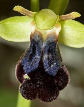 Fotografia 8 da espécie Ophrys fusca no Jardim Botânico UTAD