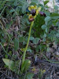 Fotografia da espécie Ophrys fusca