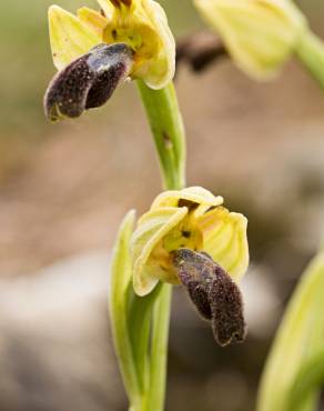 Fotografia 13 da espécie Ophrys fusca no Jardim Botânico UTAD