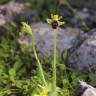 Fotografia 14 da espécie Ophrys fusca do Jardim Botânico UTAD