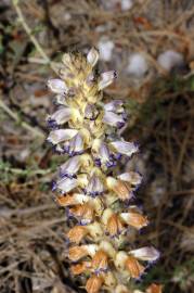 Fotografia da espécie Orobanche schultzii