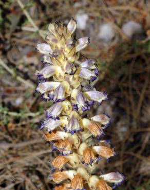 Fotografia 1 da espécie Orobanche schultzii no Jardim Botânico UTAD