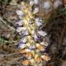 Fotografia 1 da espécie Orobanche schultzii do Jardim Botânico UTAD