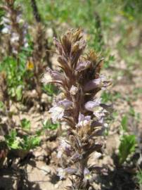 Fotografia da espécie Orobanche schultzii