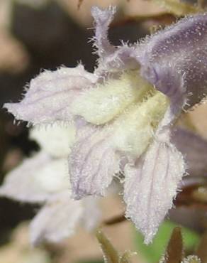 Fotografia 3 da espécie Orobanche schultzii no Jardim Botânico UTAD