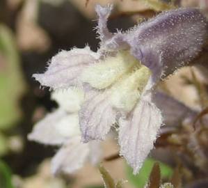 Fotografia da espécie Orobanche schultzii