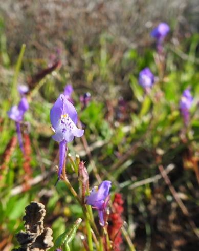 Fotografia de capa Linaria algarviana - do Jardim Botânico