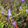 Fotografia 1 da espécie Linaria algarviana do Jardim Botânico UTAD