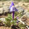 Fotografia 3 da espécie Linaria algarviana do Jardim Botânico UTAD