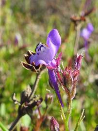 Fotografia da espécie Linaria algarviana