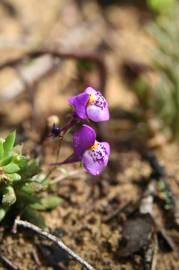 Fotografia da espécie Linaria algarviana