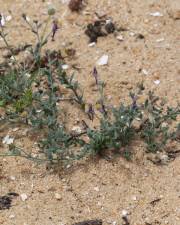Fotografia da espécie Linaria pedunculata