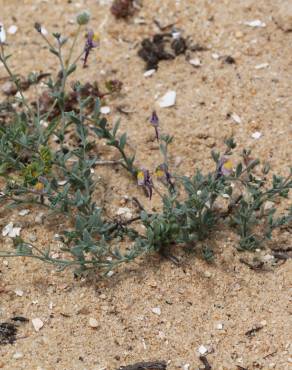 Fotografia 1 da espécie Linaria pedunculata no Jardim Botânico UTAD