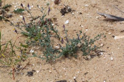 Fotografia da espécie Linaria pedunculata