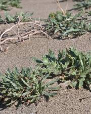 Fotografia da espécie Plantago coronopus