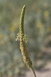 Fotografia da espécie Plantago coronopus subesp. macrorhiza