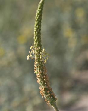 Fotografia 4 da espécie Plantago coronopus subesp. macrorhiza no Jardim Botânico UTAD