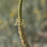 Fotografia 4 da espécie Plantago coronopus subesp. macrorhiza do Jardim Botânico UTAD