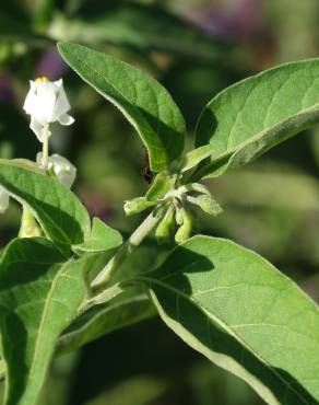 Fotografia 13 da espécie Solanum villosum no Jardim Botânico UTAD