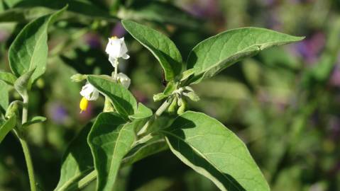 Fotografia da espécie Solanum villosum