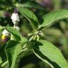 Fotografia 13 da espécie Solanum villosum do Jardim Botânico UTAD