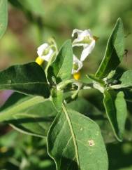 Solanum villosum