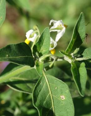 Fotografia 1 da espécie Solanum villosum no Jardim Botânico UTAD