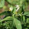 Fotografia 1 da espécie Solanum villosum do Jardim Botânico UTAD