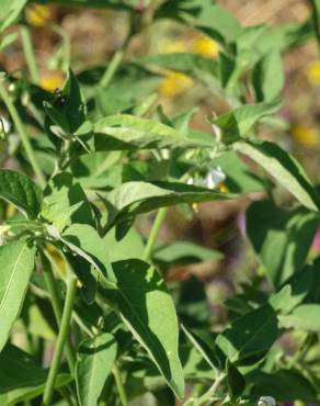 Fotografia 14 da espécie Solanum villosum no Jardim Botânico UTAD