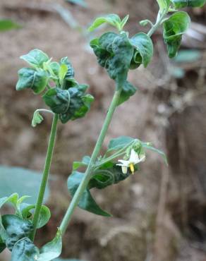 Fotografia 15 da espécie Solanum villosum no Jardim Botânico UTAD