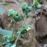 Fotografia 15 da espécie Solanum villosum do Jardim Botânico UTAD